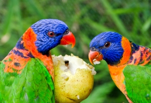 Láskyplné vyprávění mladého Gerryho o rodině, přírodě a o všem, co každý den prožívá