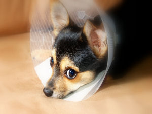 Co vše může stihnout jeden veterinář?