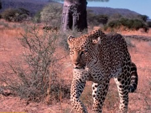S cestovatelskými tipy do tajemné Afriky