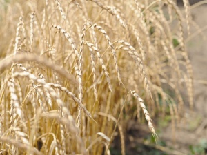 Pojďte ochutnat září – měsíc biopotravin v knihách