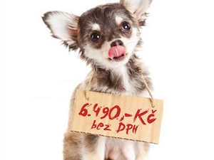 Nekupujte psy od šmejdů!