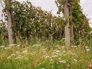 Osudové vinobraní, 1. část
