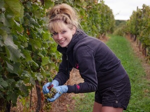 Osudové vinobraní, 2. část