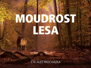 Procházka lesem