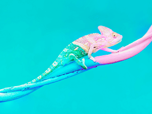 Chameleon