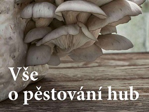 Založte si houbovou zahrádku