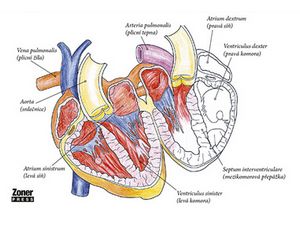 Učte se anatomii zábavným vybarvováním