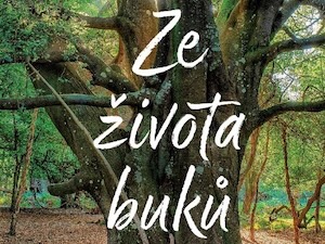 Příběhy, které si šeptají koruny stromů